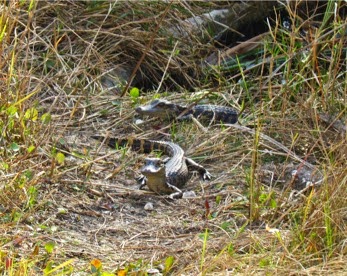 SharkValleyTramTour%252526DuskTrailWalk-34-2015-02-17-08-17.jpg