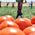 روسيا ستستورد الطماطم التركية خارج مواسم الحصاد