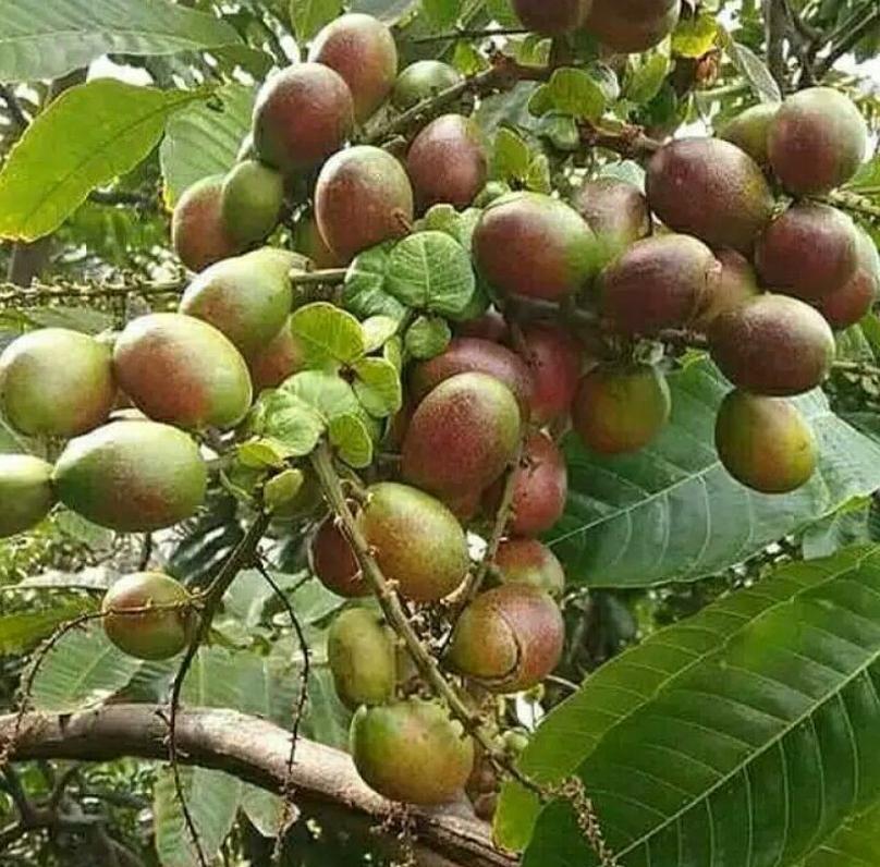 bibit matoa buah super unggul cepat berbuah Jayapura