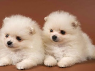 Cute Puppies HD Wallpapers