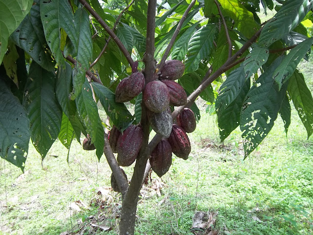 Gambar Pohon Dan Buah Coklat