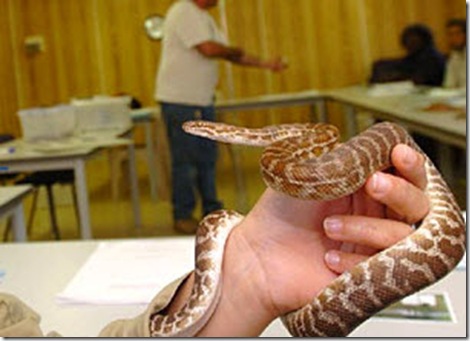 Stimson's Python on Qantas Plane