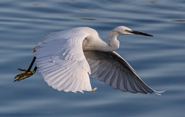 Little Egret in Flight Table Bay Nature Reserve Woodbridge Island Vernon Chalmers Photography