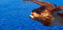 01 Maui en aigle