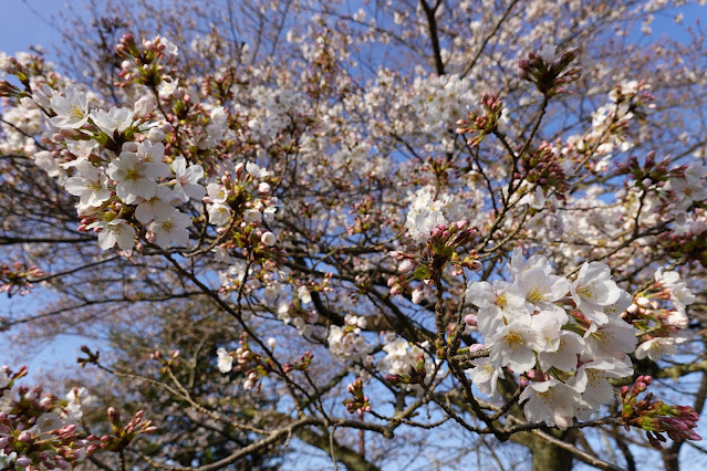 鳥取県米子市久米町 飯山城跡 (采女丸)のソメイヨシノ桜