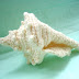 Conch Shell!