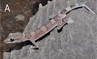 http://sciencythoughts.blogspot.co.uk/2014/11/a-new-species-of-velvet-gecko-from.html