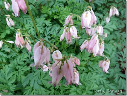 Pacific Bleeding Heart