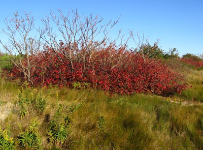 Sandy Hook Plum Island poison ivy