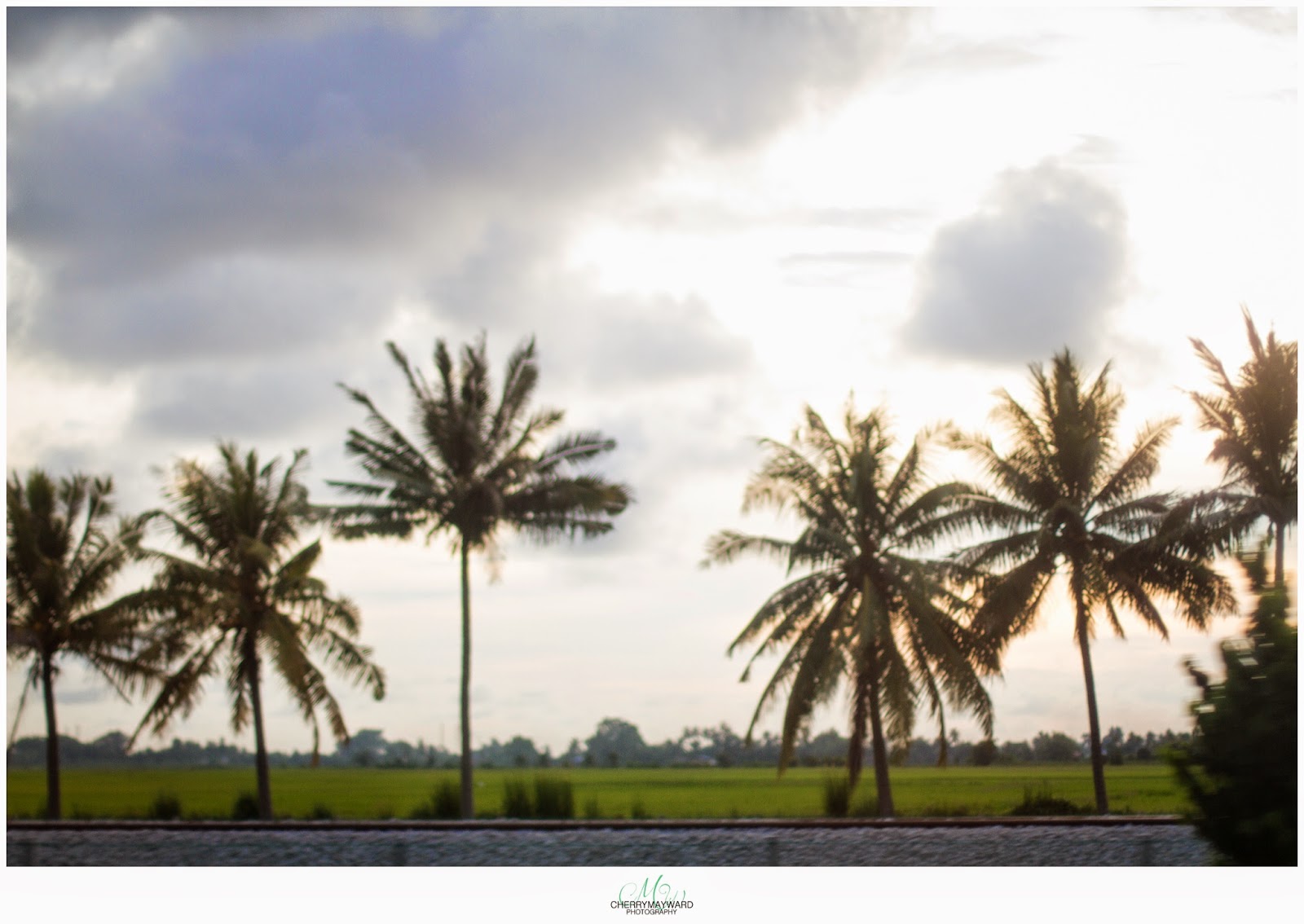 view of minibus drive from Had Yai to Penang, Malaysia. Driving, view, Malaysian view, sunset time, beautiful palm trees, 