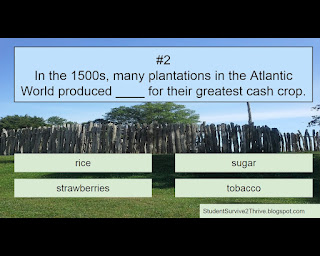 In the 1500s, many plantations in the Atlantic World produced ____ for their greatest cash crop. Answer choices include: rice, sugar, strawberries, tobacco