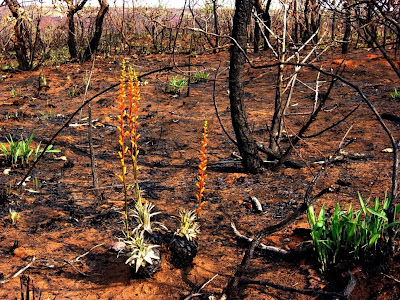 A  vegetação brota forte após as queimadas no Cerrado