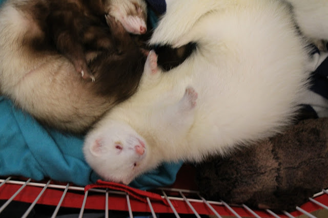 frettinäyttely+wcwfs+ferret+show