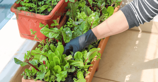 Home-Gardening-Tips-Grow-Your-Own-Food