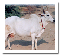 hariana breed of Cattle