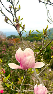 淡水楓樹湖「巨石花園」賞木蓮花 (木蘭） / 桃花源 百年古厝「石頭屋」秘境賞櫻
