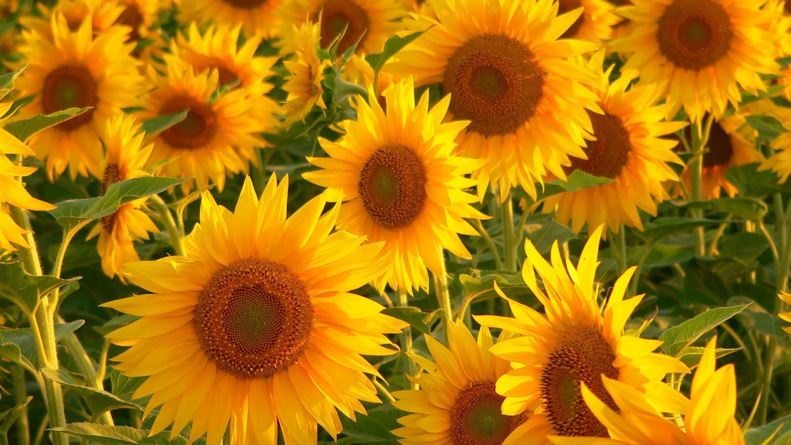 Free Wallpapers 1920x1080 HDTV: Sunflowers