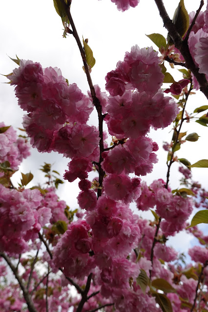 鳥取県西伯郡伯耆町小林 マウンテンストリームきしもと ヤエザクラ（八重桜）