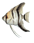 Gold Fish-1