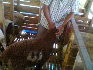 Kambing Berlafadz Allah