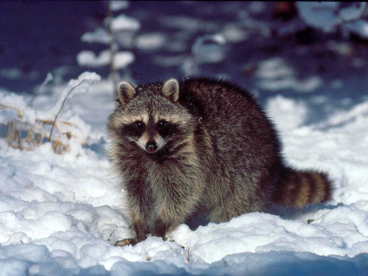 Raccoon Wallpapers Pets Cute And Docile Afalchi Free images wallpape [afalchi.blogspot.com]