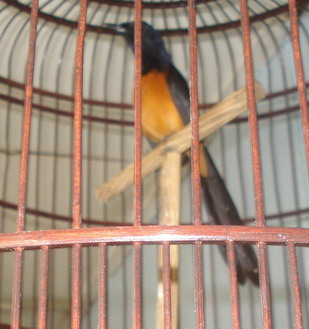 SusuhMas Bird Farm : Budidaya Murai Batu dan Kenari 