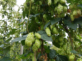 Nelson Sauvin hops, in Riwaka.