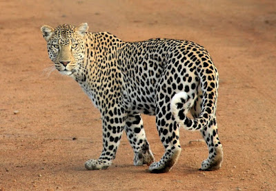 Leopard facts and information