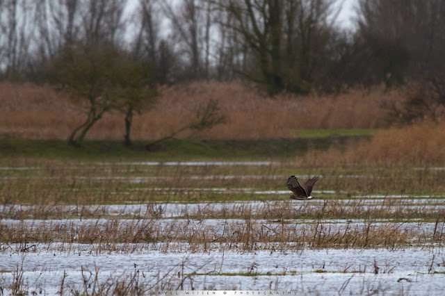 vrouw Blauwe Kiekendief - female Hen Harrier -  Circus cyanus