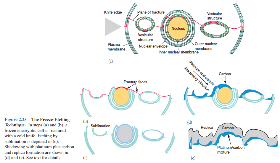 Freeze-etching procedure in electron microscopy