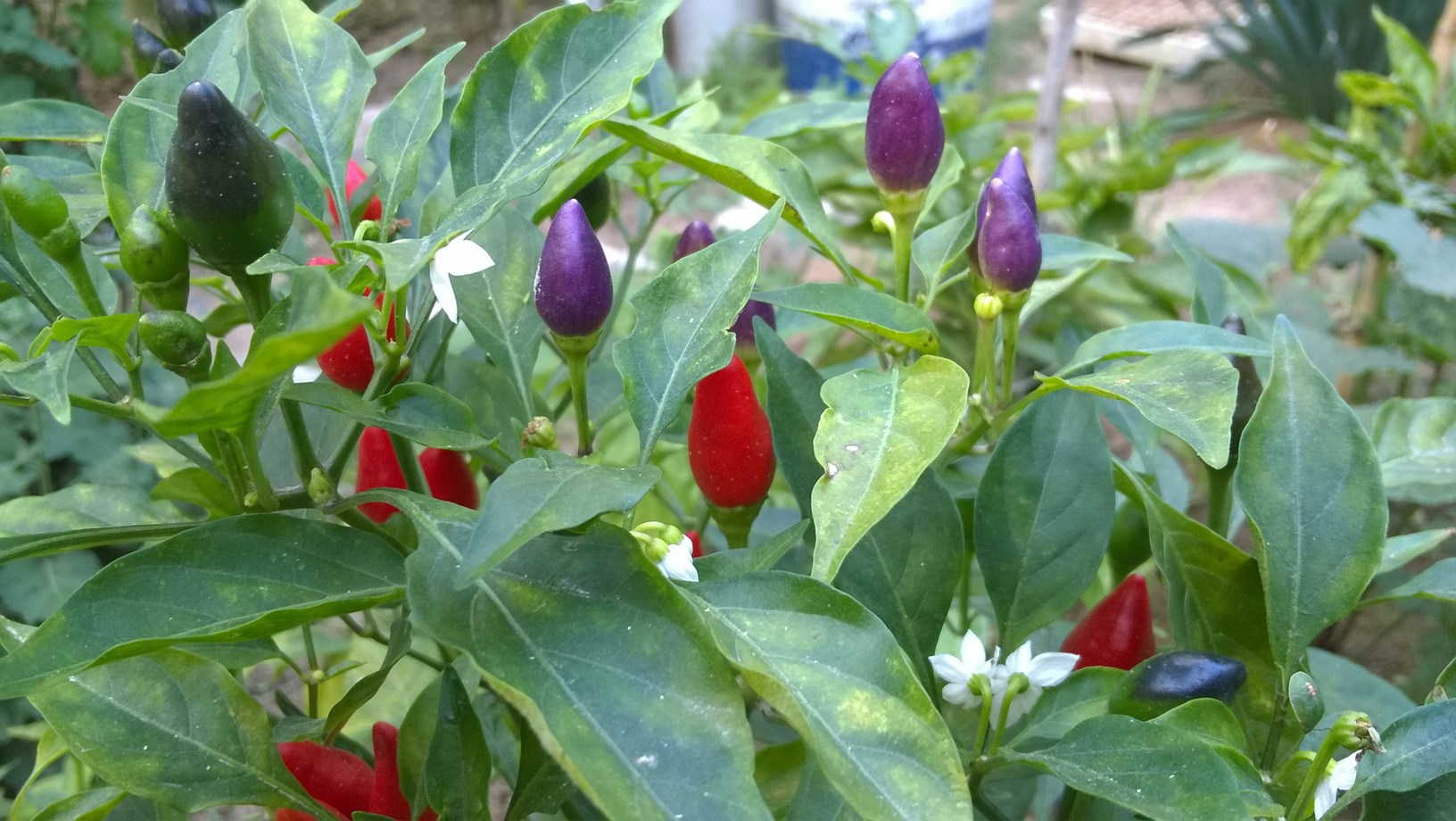 mymulticolor organic pepper plant