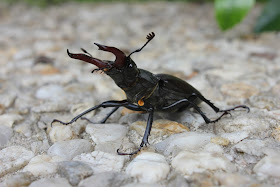 Stag Beetle