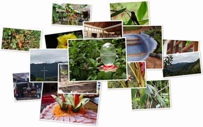 Vis album