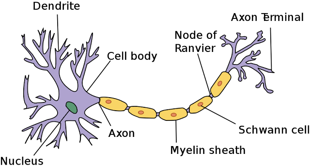 Anatomy of neurons