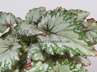 begonia-hibrida-KRBELAT02