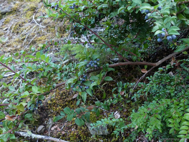 dark berries on wooden sprigs