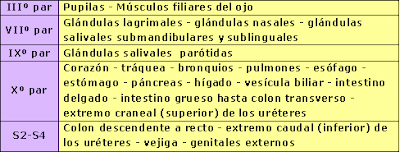 Inervación del Sistema Nervioso Parasimpático