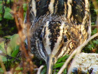 Jack Snipe