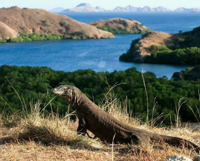  Kelimutu Komodo Dragon Tour