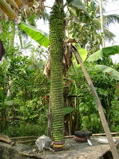 Foto Gambar Pohon Buah Pisang Unik - Aku Buah Sehat