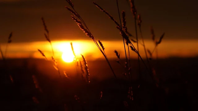 Nature, Sunset, Grass Field, Evening