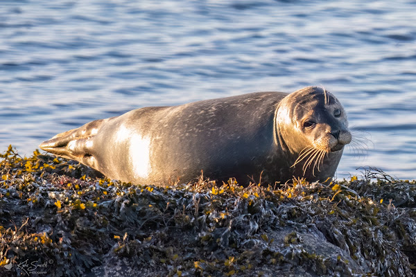 Seal