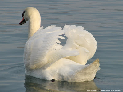 swan wallpaper. Free Swan Photo and Wallpaper