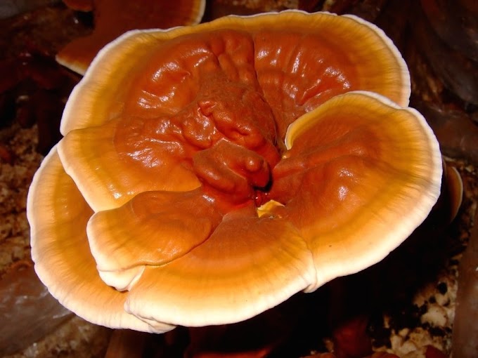 Ganoderma Mushroom Company in Prakasam, Andhra Pradesh | Ganoderma Mushroom Company | Biobritte mushroom company 