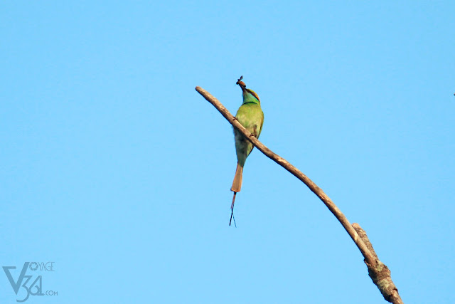 Green bee-eater with its favorite prey bee
