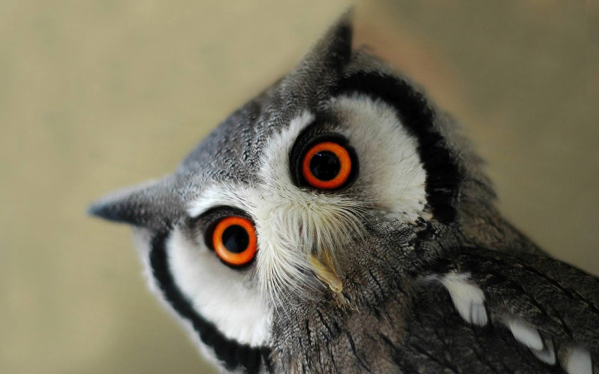 Red Eyes Owl Widescreen Wallpaper