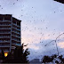 Volunteering in Cairns: The Bat Hospital