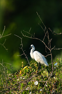 Wildlifefotografie Kroatien Neretva Delta Olaf Kerber