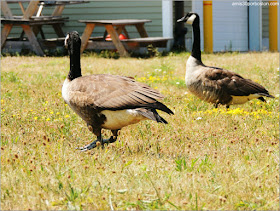 Georges Island: Aves