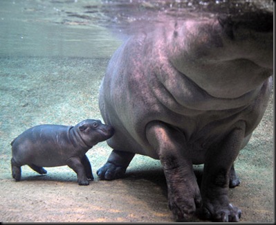 nm_baby_hippo_081217_ssh